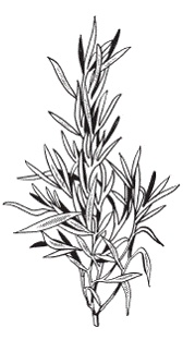 Иллюстрация к книге — Все о специях [i_058.jpg]