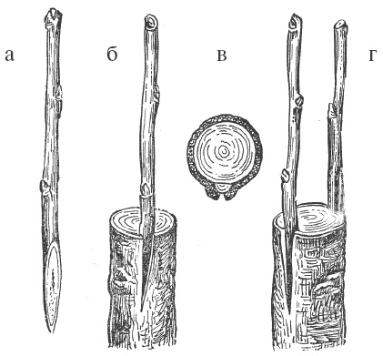Иллюстрация к книге — Все о груше. Сорта, выращивание, уход [i_004.jpg]