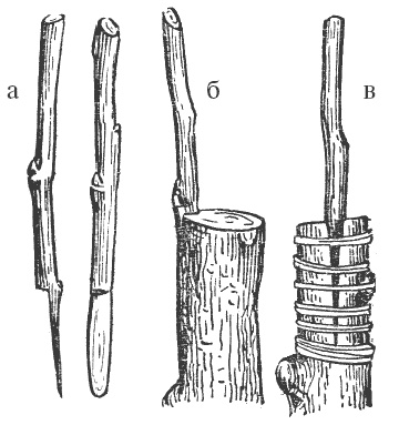 Иллюстрация к книге — Все о груше. Сорта, выращивание, уход [i_005.jpg]