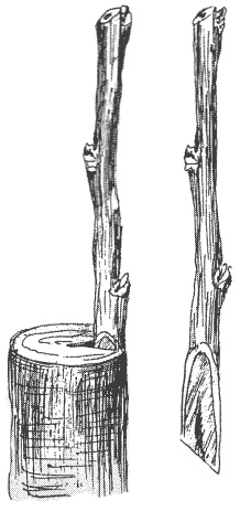 Иллюстрация к книге — Все о груше. Сорта, выращивание, уход [i_007.jpg]