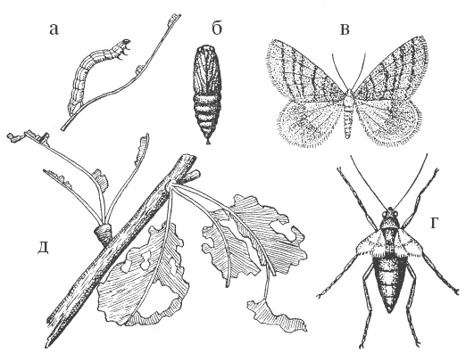 Иллюстрация к книге — Все о груше. Сорта, выращивание, уход [i_010.jpg]