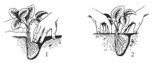 Иллюстрация к книге — Земляника. Клубника. Сорта, уход, сезонный календарь [i_003.jpg]
