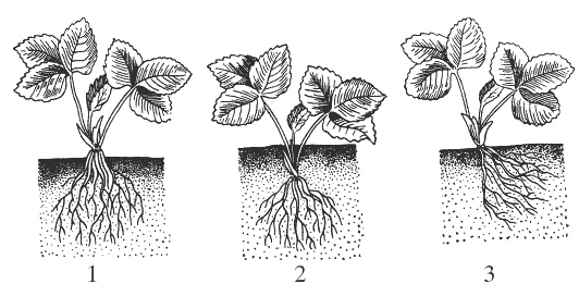 Иллюстрация к книге — Земляника. Клубника. Сорта, уход, сезонный календарь [i_004.jpg]
