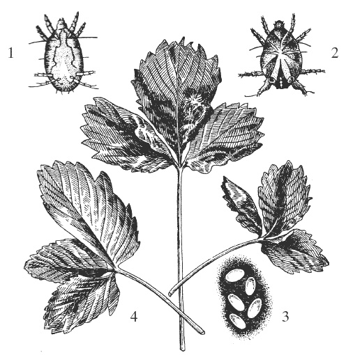 Иллюстрация к книге — Земляника. Клубника. Сорта, уход, сезонный календарь [i_006.jpg]