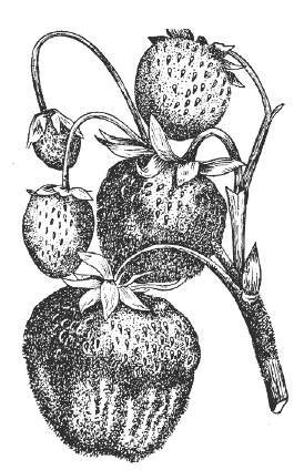 Иллюстрация к книге — Земляника. Клубника. Сорта, уход, сезонный календарь [i_009.jpg]