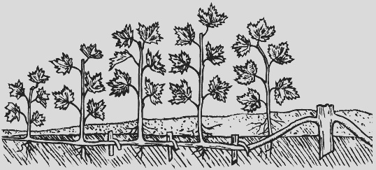 Иллюстрация к книге — Крыжовник. Сажаем, выращиваем, заготавливаем [i_002.jpg]