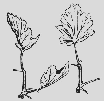 Иллюстрация к книге — Крыжовник. Сажаем, выращиваем, заготавливаем [i_005.jpg]