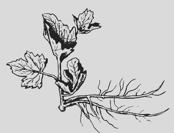 Иллюстрация к книге — Крыжовник. Сажаем, выращиваем, заготавливаем [i_006.jpg]