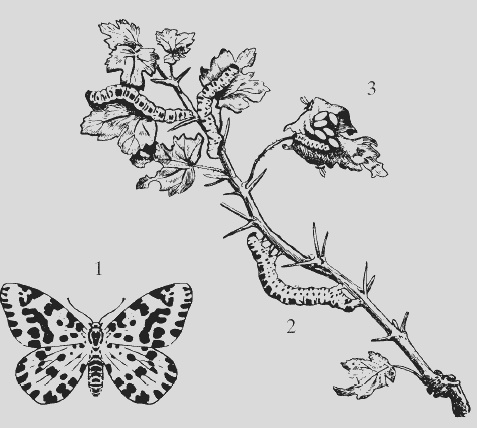 Иллюстрация к книге — Крыжовник. Сажаем, выращиваем, заготавливаем [i_009.jpg]