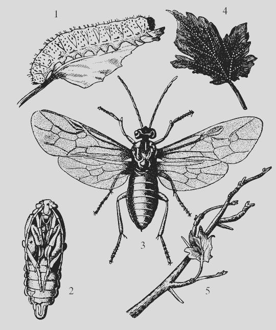 Иллюстрация к книге — Крыжовник. Сажаем, выращиваем, заготавливаем [i_010.jpg]