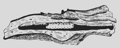 Иллюстрация к книге — Крыжовник. Сажаем, выращиваем, заготавливаем [i_011.jpg]
