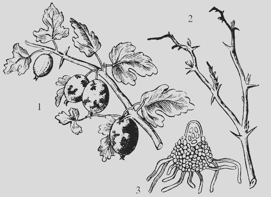 Иллюстрация к книге — Крыжовник. Сажаем, выращиваем, заготавливаем [i_012.jpg]