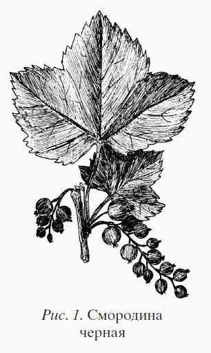 Иллюстрация к книге — Смородина. Сажаем, выращиваем, заготавливаем [i_001.jpg]