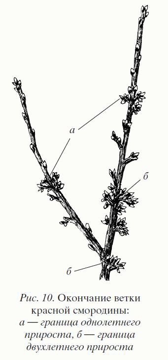 Иллюстрация к книге — Смородина. Сажаем, выращиваем, заготавливаем [i_010.jpg]