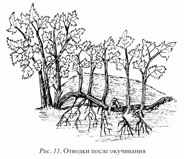 Иллюстрация к книге — Смородина. Сажаем, выращиваем, заготавливаем [i_011.jpg]