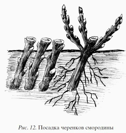 Иллюстрация к книге — Смородина. Сажаем, выращиваем, заготавливаем [i_012.jpg]