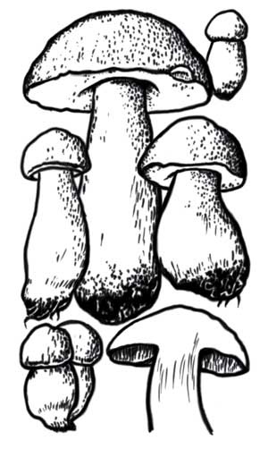 Иллюстрация к книге — Грибы. Собираем, выращиваем, заготавливаем [i_001.jpg]