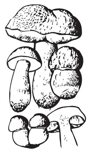 Иллюстрация к книге — Грибы. Собираем, выращиваем, заготавливаем [i_002.jpg]