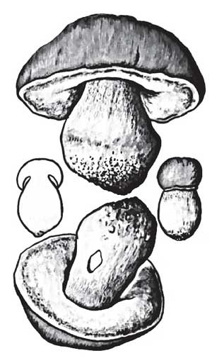 Иллюстрация к книге — Грибы. Собираем, выращиваем, заготавливаем [i_003.jpg]