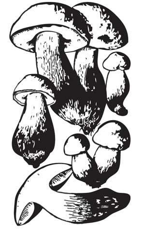 Иллюстрация к книге — Грибы. Собираем, выращиваем, заготавливаем [i_004.jpg]