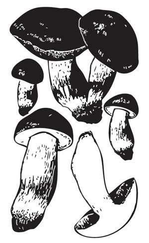 Иллюстрация к книге — Грибы. Собираем, выращиваем, заготавливаем [i_007.jpg]