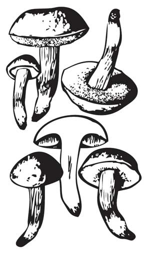 Иллюстрация к книге — Грибы. Собираем, выращиваем, заготавливаем [i_008.jpg]