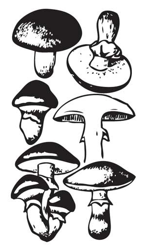 Иллюстрация к книге — Грибы. Собираем, выращиваем, заготавливаем [i_009.jpg]