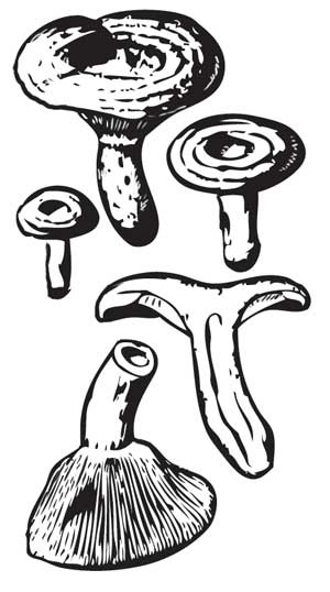 Иллюстрация к книге — Грибы. Собираем, выращиваем, заготавливаем [i_010.jpg]