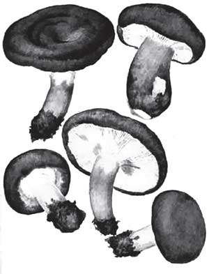 Иллюстрация к книге — Грибы. Собираем, выращиваем, заготавливаем [i_012.jpg]