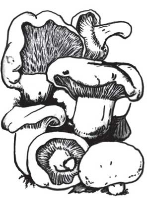 Иллюстрация к книге — Грибы. Собираем, выращиваем, заготавливаем [i_013.jpg]