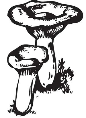 Иллюстрация к книге — Грибы. Собираем, выращиваем, заготавливаем [i_014.jpg]