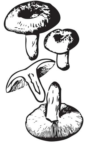 Иллюстрация к книге — Грибы. Собираем, выращиваем, заготавливаем [i_015.jpg]