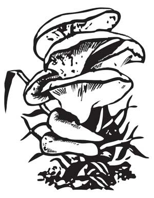 Иллюстрация к книге — Грибы. Собираем, выращиваем, заготавливаем [i_016.jpg]