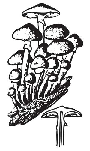 Иллюстрация к книге — Грибы. Собираем, выращиваем, заготавливаем [i_017.jpg]