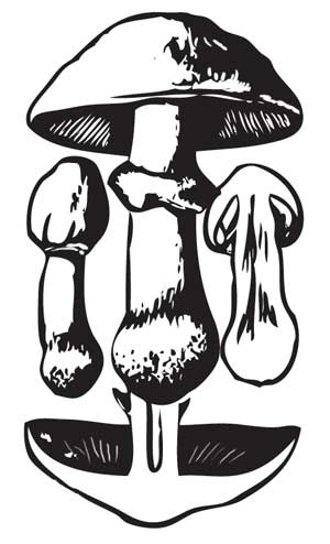 Иллюстрация к книге — Грибы. Собираем, выращиваем, заготавливаем [i_018.jpg]