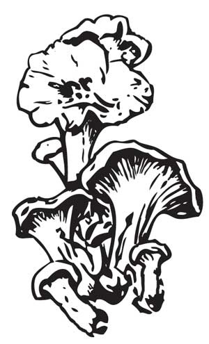 Иллюстрация к книге — Грибы. Собираем, выращиваем, заготавливаем [i_019.jpg]