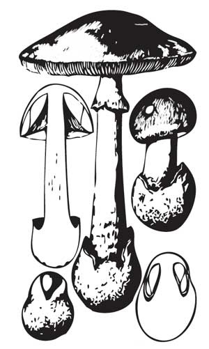 Иллюстрация к книге — Грибы. Собираем, выращиваем, заготавливаем [i_020.jpg]