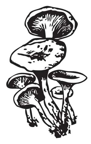 Иллюстрация к книге — Грибы. Собираем, выращиваем, заготавливаем [i_022.jpg]