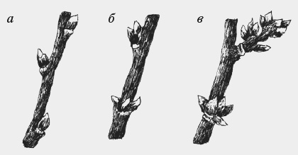 Иллюстрация к книге — Вишня, черешня. Сорта, выращивание, уход, заготовки [i_001.jpg]