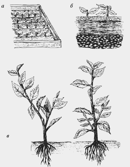 Иллюстрация к книге — Вишня, черешня. Сорта, выращивание, уход, заготовки [i_005.jpg]
