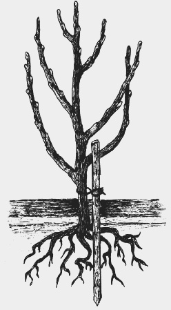 Иллюстрация к книге — Вишня, черешня. Сорта, выращивание, уход, заготовки [i_009.jpg]