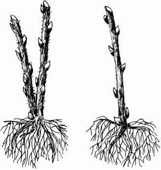 Иллюстрация к книге — Малина, ежевика. Сорта, выращивание, уход [i_004.jpg]