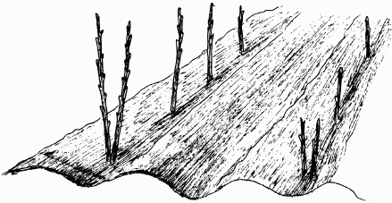 Иллюстрация к книге — Малина, ежевика. Сорта, выращивание, уход [i_005.jpg]