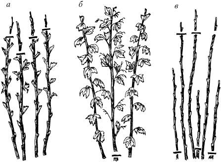 Иллюстрация к книге — Малина, ежевика. Сорта, выращивание, уход [i_006.jpg]