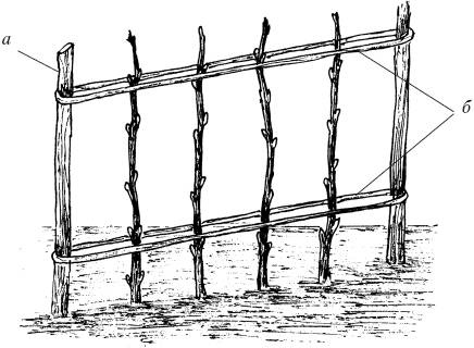 Иллюстрация к книге — Малина, ежевика. Сорта, выращивание, уход [i_007.jpg]