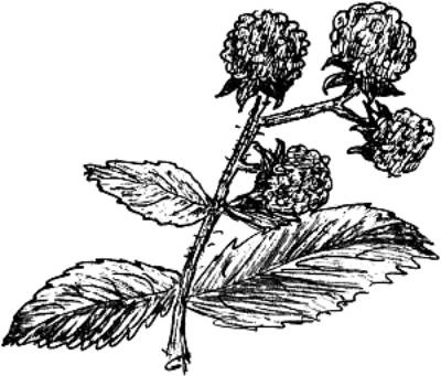 Иллюстрация к книге — Малина, ежевика. Сорта, выращивание, уход [i_009.jpg]