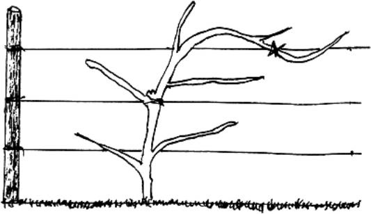 Иллюстрация к книге — Малина, ежевика. Сорта, выращивание, уход [i_010.jpg]
