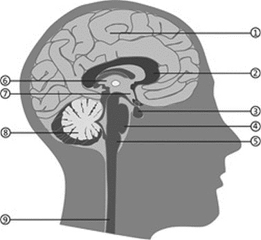 Иллюстрация к книге — Прокачай свой мозг! [_039.jpg]