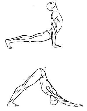 Иллюстрация к книге — Пять шагов к долголетию и молодости [i_005.jpg]