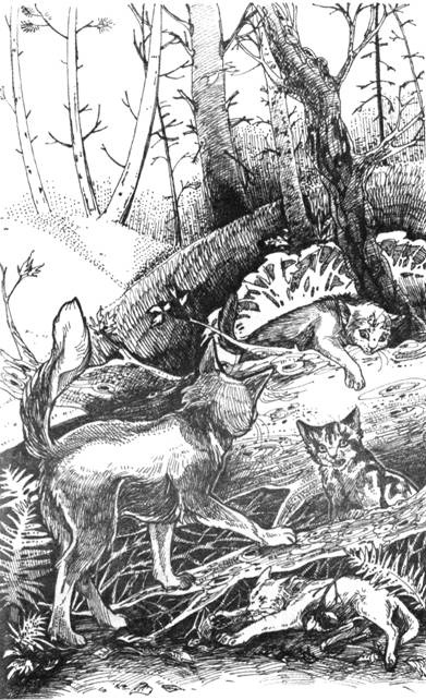 Иллюстрация к книге — Нерассказанные истории. История Остролистой [pic_18.jpg]